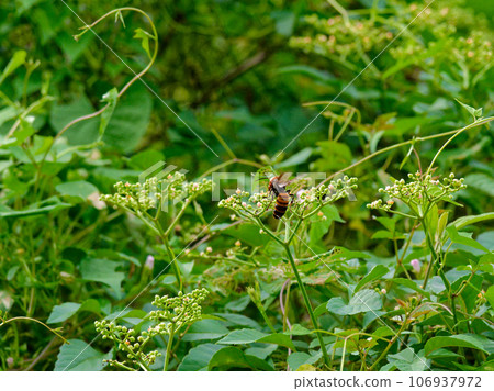 Asian giant hornet sucking nectar from flowers♀ Asian giant hornet sucking nectar from flowers♀ 106937972