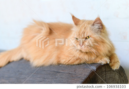 Cute brown Persian cat lying on log, pet and animal Cute brown Persian cat lying on log, pet and animal 106938103