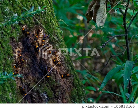 Asian giant hornets gather in Quercus sap Asian giant hornets gather in Quercus sap 106938166