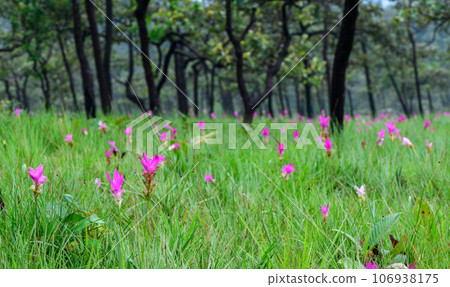 Siam Tulip pink flower blooming in forest mountain at Sai Thong National Park 106938175