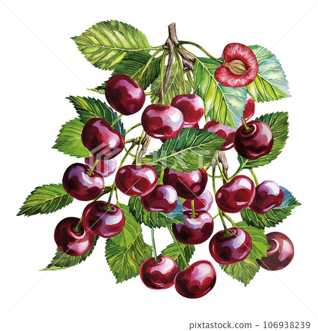A branch with cherry fruits. Juicy ripe fresh fruit. The watercolor illustration is hand-drawn. Isolated. For labels, packaging and banners. For textiles, prints and stickers. For menus, cards 106938239