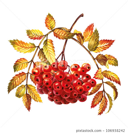 Autumn mountain ash. Rowan fruits. The watercolor is hand-drawn. Artistic, color, colorized illustration. Isolate. For labels, packages. For calendars, printed products. For sticker, poster and banner Autumn mountain ash. Rowan fruits. The watercolor is hand-drawn. Artistic, color, colorized illustration. Isolate. For labels, packages. For calendars, printed products. For sticker, poster and banner 106938242