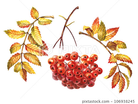 A set of elements of autumn mountain ash. fruits, leaves and a branch. The watercolor is hand-drawn. Artistic, color, colorized illustration. Isolate. For composing decorations, labels, packages A set of elements of autumn mountain ash. fruits, leaves and a branch. The watercolor is hand-drawn. Artistic, color, colorized illustration. Isolate. For composing decorations, labels, packages 106938245