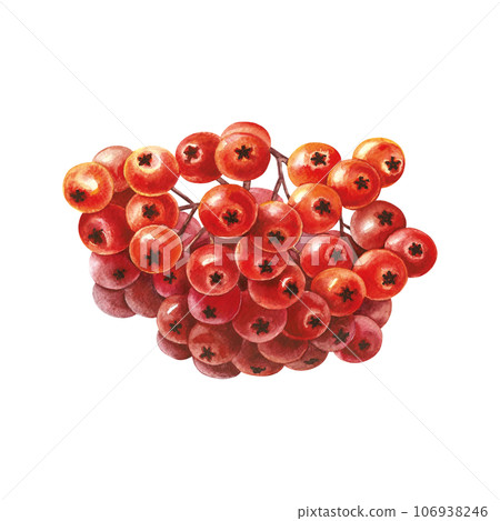 Autumn mountain ash. Rowan fruits. The watercolor is hand-drawn. Artistic, color, colorized illustration. Isolate. For labels, packages. For calendars, printed products. For sticker, poster and banner Autumn mountain ash. Rowan fruits. The watercolor is hand-drawn. Artistic, color, colorized illustration. Isolate. For labels, packages. For calendars, printed products. For sticker, poster and banner 106938246