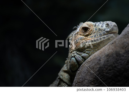 Iguana hiding in the dark Iguana hiding in the dark 106938403