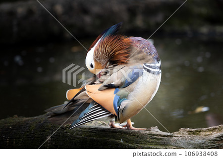 鴛鴦梳理羽毛 鴛鴦梳理羽毛 106938408