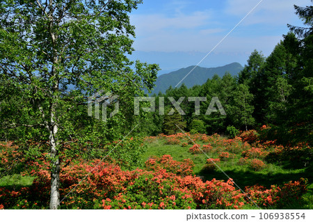 北阿爾卑斯山的袴越蓮花杜鵑花群落 106938554