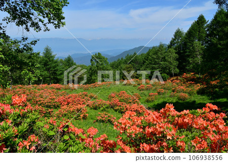 北阿爾卑斯山的袴越蓮花杜鵑花群落 106938556