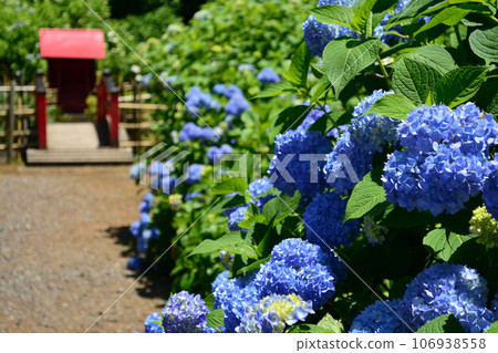Hydrangeas at Kochoji Temple 106938558