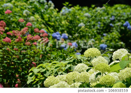 Hydrangeas at Kochoji Temple Hydrangeas at Kochoji Temple 106938559