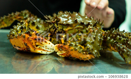 Kamchatka crab.  106938628