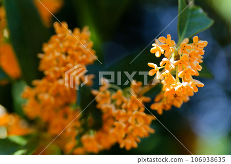 Spotlight Osmanthus 106938635
