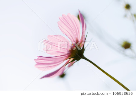 開花往天空的波斯菊 開花往天空的波斯菊 106938636