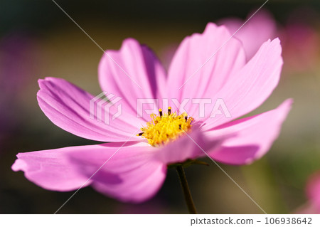 秋日陽光下盛開的波斯菊 秋日陽光下盛開的波斯菊 106938642