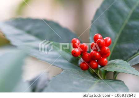 Sri新鮮紅色水果 Sri新鮮紅色水果 106938643