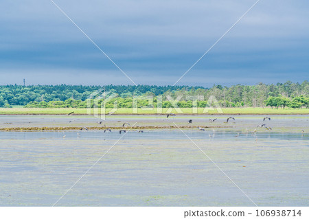 (Hokkaido) Summer Lake Furen/Shunkunitai 106938714