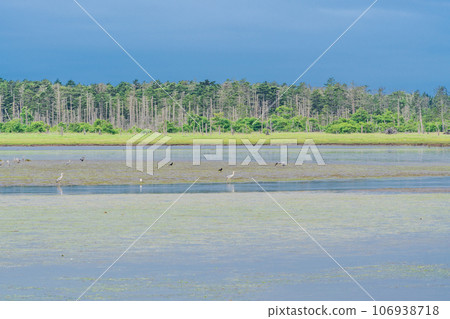 (Hokkaido) Summer Lake Furen/Shunkunitai (Hokkaido) Summer Lake Furen/Shunkunitai 106938718