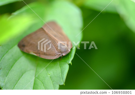 Invasive species of morel 106938801