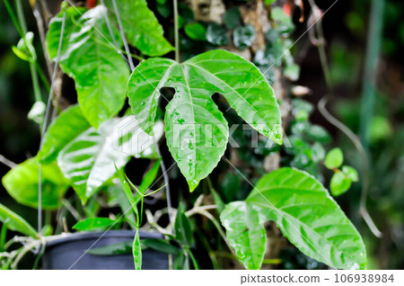 passion fruit plant, Passiflora edulis or Passionfruit or Maracuja leaf and rain drop passion fruit plant, Passiflora edulis or Passionfruit or Maracuja leaf and rain drop 106938984