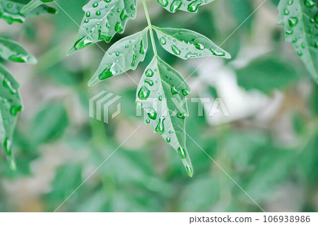 Cork tree, Indian cork tree or Millingtonia hortensis Linn or BIGNONIACEAE and dew drop 106938986