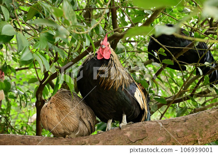 Ishigami Shrine chicken resting on a tree 106939001
