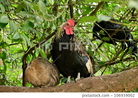 Ishigami Shrine chicken resting on a tree 106939002
