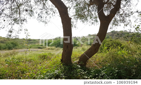 beautiful greenery and neem trees in pakistan beautiful greenery and neem trees in pakistan 106939194