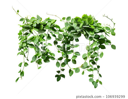 Hanging vine plant succulent leaves of Hoya indoor houseplant Hanging vine plant succulent leaves of Hoya indoor houseplant 106939299