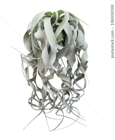 Hanging air plant grey green leaves of Tillandsia 106939300