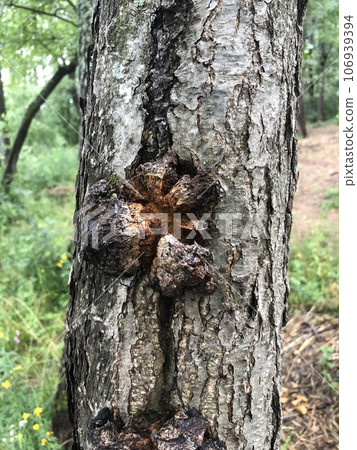 Chaga wood mushroom Chaga wood mushroom 106939394