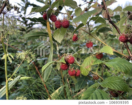 forest raspberry harvest 106939395