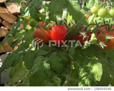 Cherry tomatoes, small red vegetables Cherry tomatoes, small red vegetables 106939398