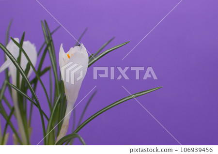 White crocus flowers on purple background. 106939456