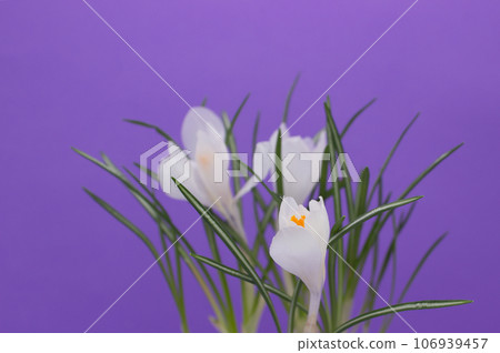 White crocus flowers on purple background. 106939457