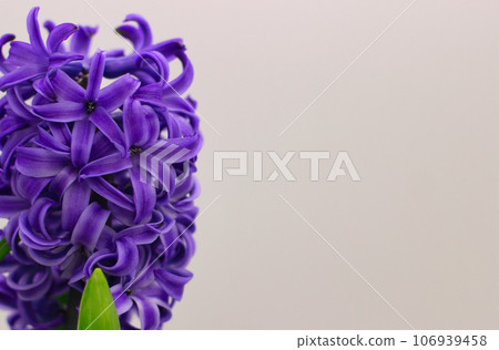 Hyacinth flowers on a white background 106939458