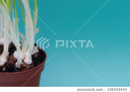Sprouting onion on a turquoise background. 106939459