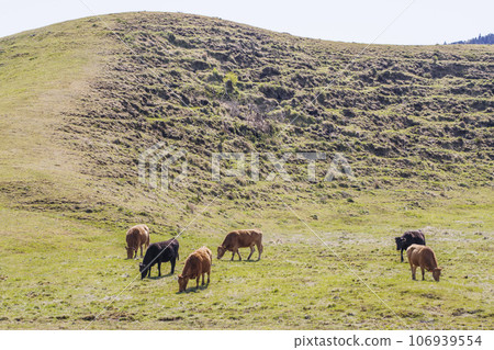 草地上吃草的奶牛，吃草的紅牛，圖像素材 106939554