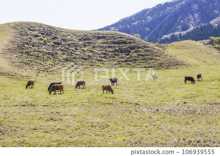 草地上吃草的奶牛，吃草的紅牛，圖像素材 106939555