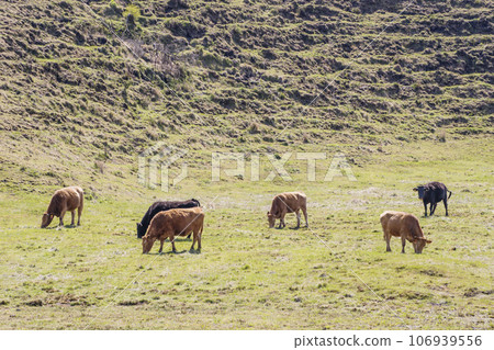 草地上吃草的奶牛，吃草的紅牛，圖像素材 106939556