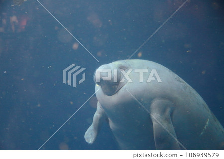 水族館 海 大海 106939579