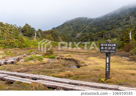 Scenery of Hananoe River in Yakushima Scenery of Hananoe River in Yakushima 106939585