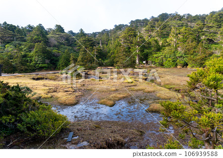Scenery of Hananoe River in Yakushima Scenery of Hananoe River in Yakushima 106939588