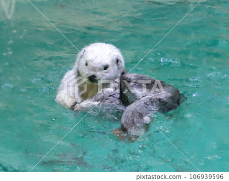 海獺4​​​​ 106939596