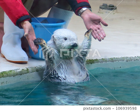 sea ​​​​otter5 106939598