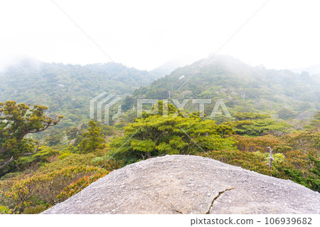 View from Mt. Kuromidake to Miyanoura in Yakushima View from Mt. Kuromidake to Miyanoura in Yakushima 106939682