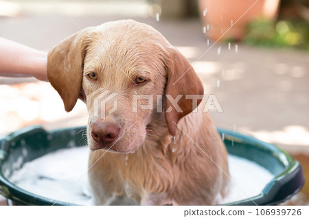 Finish washing labrador puppy 106939726