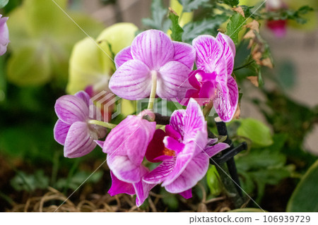 Pinkish purple full blooming flowers on plant Pinkish purple full blooming flowers on plant 106939729