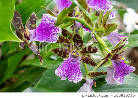 Beautiful orchids live plant purple and red Beautiful orchids live plant purple and red 106939730