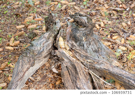 Dry old decaying rotting tree stump with dry leaves 106939731