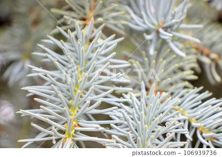 Background close uo of fur needles Christmas scene Background close uo of fur needles Christmas scene 106939736